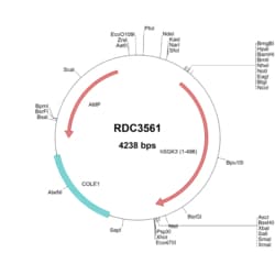R&D Systems™ Human SGK3 (NP_037389.4) VersaClone cDNA