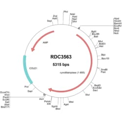 R&D Systems™ Cyno Monkey Matriptase/ST14 (XP_005580237.1) VersaClone cDNA