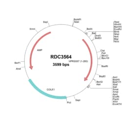 R&D Systems™ Human PRSS57 (NP_999875.2) VersaClone cDNA