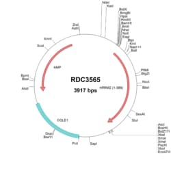 R&D Systems&trade;&nbsp;Human RRM2 (NP_001025.1) VersaClone cDNA
