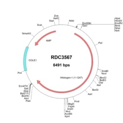 R&D Systems™ Human Nidogen-1/Entactin (NP_002499.2) VersaClone cDNA