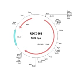 R&D Systems&trade;&nbsp;Human PI 3-Kinase p110 delta (NP_005017.3) VersaClone cDNA