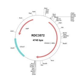 R&D Systems™ Human PADI2 (NP_031391.2) VersaClone cDNA