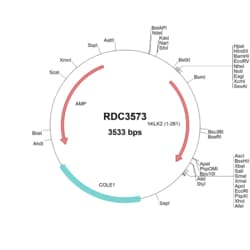 R&D Systems&trade;&nbsp;Human Kallikrein 2 (NP_005542.1) VersaClone cDNA