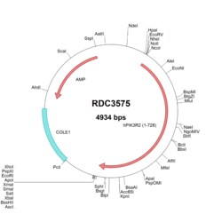 R D Systems Human PI 3-Kinase p85 beta (NP_005018.2) VersaClone cDNA 10 &mu;g | Buy Online | R&amp;D Systems&trade; | Fisher Scientific
