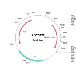 R&D Systems™ Human BDNF (NP_001700.2) VersaClone cDNA