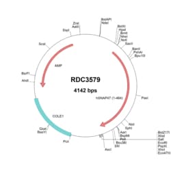 R&D Systems™ Human SNAP47 (AAH18760.2) VersaClone cDNA
