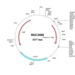 R&D Systems&trade;&nbsp;Human IFN-alpha 1A/IFNA1A (NP_076918.1) VersaClone cDNA