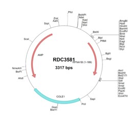 R&D Systems™ Human IFN-alpha 1B/IFNA1B (CAA23799.1) VersaClone cDNA