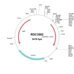 R&D Systems™ Human CMTM5 (NP_001275675.1) VersaClone cDNA