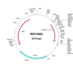 R&D Systems&trade;&nbsp;Human CMTM7 (NP_612419.1) VersaClone cDNA