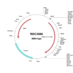 R D Systems Human FBXL14 (NP_689654.1) VersaClone cDNA 10 &mu;g | Buy Online | R&amp;D Systems&trade; | Fisher Scientific