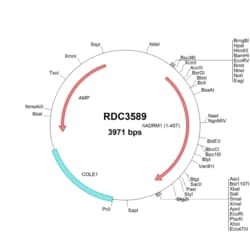 R&D Systems™ Human ADRM1 (NP_008933.2) VersaClone cDNA
