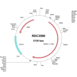 R&D Systems™ Human RRM1 (NP_001024.1) VersaClone cDNA
