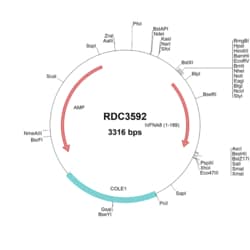 R D Systems Human IFN-alpha B2/IFNA8 (NP_002161.2) VersaClone cDNA 10 &mu;g | Buy Online | R&amp;D Systems&trade; | Fisher Scientific
