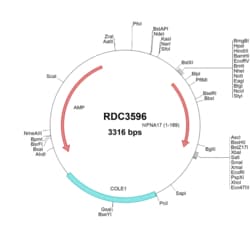 R&D Systems™ Human IFN-alpha I (NP_067091.1) VersaClone cDNA