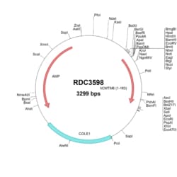 R&D Systems&trade;&nbsp;Human CMTM6 (NP_060271.1) VersaClone cDNA
