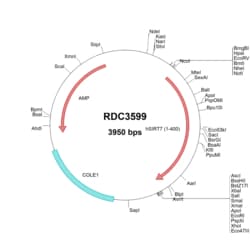 R&D Systems&trade;&nbsp;Human Sirtuin 7/SIRT7 (NP_057622.1) VersaClone cDNA