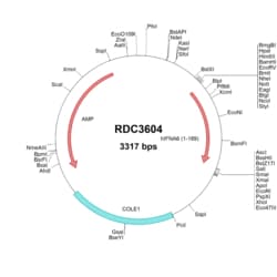 R&D Systems&trade;&nbsp;Human IFN-alpha 6/IFNA6 (NP_066282.1) VersaClone cDNA