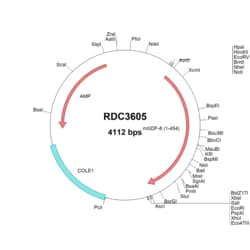 R&D Systems&trade;&nbsp;Mouse GDF-6/BMP-13 (NP_038554.1) VersaClone cDNA