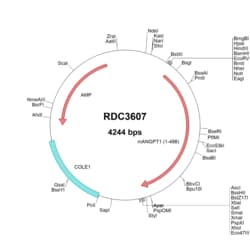 R&D Systems™ Mouse Angiopoietin-1 (NP_033770.2) VersaClone cDNA