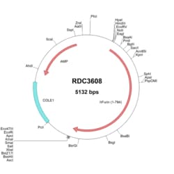 R D Systems Human Furin (NP_002560.1) VersaClone cDNA 10 &mu;g | Buy Online | R&amp;D Systems&trade; | Fisher Scientific