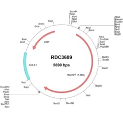 R&D Systems&trade;&nbsp;Human NLRP7 (NP_996611.2) VersaClone cDNA