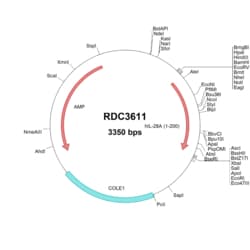 R&D Systems™ Human IL-28A/IFN-lambda 2 (NP_742150.1) VersaClone cDNA