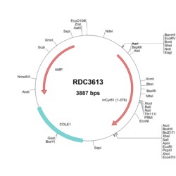 R D Systems Human Cyr61/CCN1 (NP_034646.1) VersaClone cDNA 10 &mu;g | Buy Online | R&amp;D Systems&trade; | Fisher Scientific