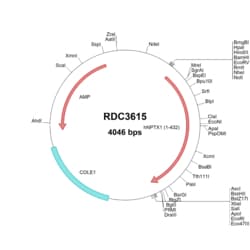 R&D Systems&trade;&nbsp;Human Neuronal Pentraxin 1 (NP_002513.2) VersaClone cDNA
