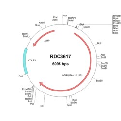 R&D Systems™ Human GRIN3A/NMDAR3A (NP_597702.2) VersaClone cDNA