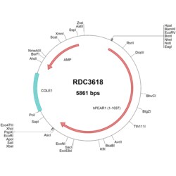 R&D Systems&trade;&nbsp;Human PEAR1 (NP_001073940.1) VersaClone cDNA