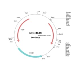 R&D Systems™ Mouse Flt-3 Ligand/FLT3L (NP_038548.3) VersaClone cDNA