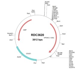 R&D Systems&trade;&nbsp;Human PON3 (NP_000931.1) VersaClone cDNA