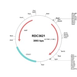 R&D Systems&trade;&nbsp;Human Cyr61/CCN1 (NP_001545.2) VersaClone cDNA