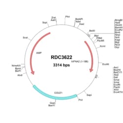 R&D Systems™ Human IFN-alpha 2/IFNA2 (NP_000596.2) VersaClone cDNA