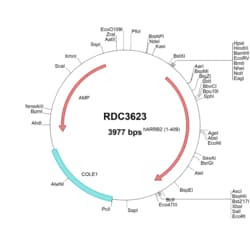 R D Systems Human beta-Arrestin 2 (NP_004304.1) VersaClone cDNA 10 &mu;g | Buy Online | R&amp;D Systems&trade; | Fisher Scientific