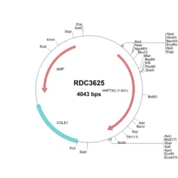 R&D Systems&trade;&nbsp;human Neuronal Pentraxin 2 (NP_002514.1) VersaClone cDNA