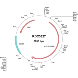 R&D Systems&trade;&nbsp;porcine LDLR (NP_001193283.1) VersaClone cDNA