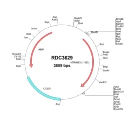 R&D Systems™ human MuRF1/TRIM63 (NP_115977.2) VersaClone cDNA