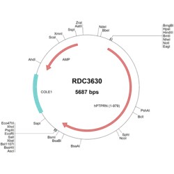 R&D Systems&trade;&nbsp;human IA-2/PTPRN (NP_002837.1) VersaClone cDNA