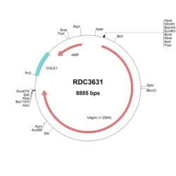R&D Systems&trade;&nbsp;human Agrin (NP_940978.2) VersaClone cDNA