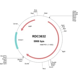 R&D Systems&trade;&nbsp;human MBTPS1/SKI-1 (NP_003782.1) VersaClone cDNA