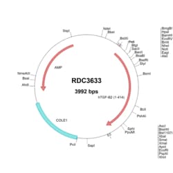 R&D Systems™ Human TGF-beta 2 (NP_003229.1) VersaClone cDNA