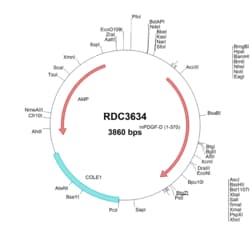 R&D Systems&trade;&nbsp;Mouse PDGF-D (NP_082200.1) VersaClone cDNA
