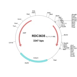 R&D Systems™ Rat IL-11 (NP_598203.4) VersaClone cDNA