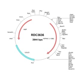 R&D Systems™ Human Sphingosine Kinase 1 (NP_068807.2) VersaClone cDNA