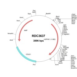 R&D Systems&trade;&nbsp;Mouse Sphingosine Kinase 1 (NP_079643.2) VersaClone cDNA