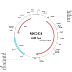 R&D Systems&trade;&nbsp;Mouse SLC6A3/DAT1 (NP_034150.1) VersaClone cDNA