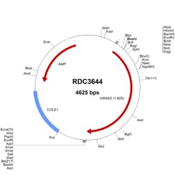 R&D Systems™ Human IRAK2 (NP_001561.3) VersaClone cDNA